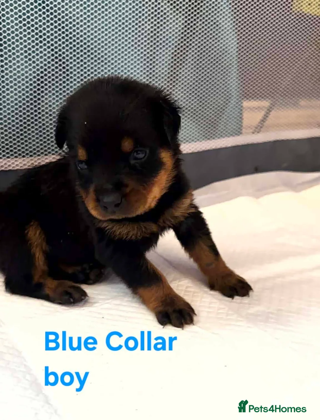 Rottweiler dogs for sale: Last few puppies in Rotherham - Advert 2