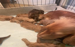 Cockapoo dogs for sale: Beautiful cockapoos - Image 13