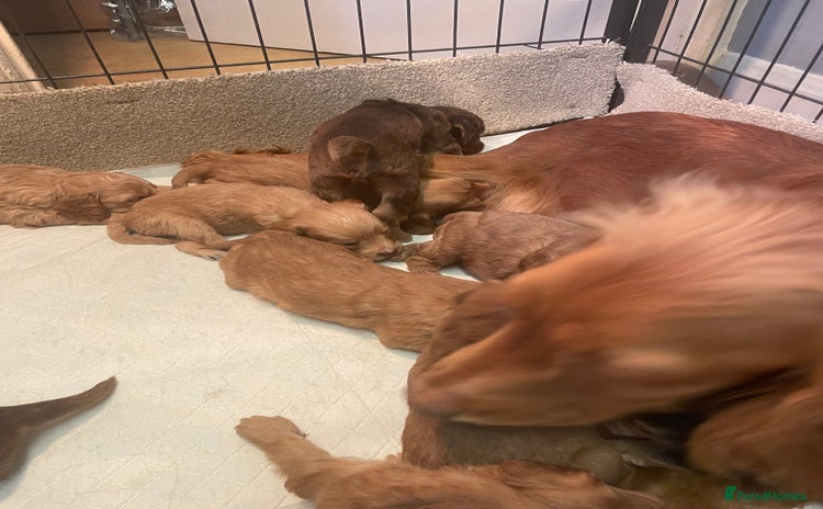 Cockapoo dogs - Advert 3