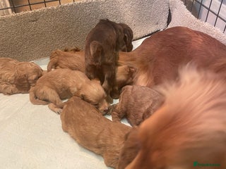 Cockapoo dogs - Advert 31