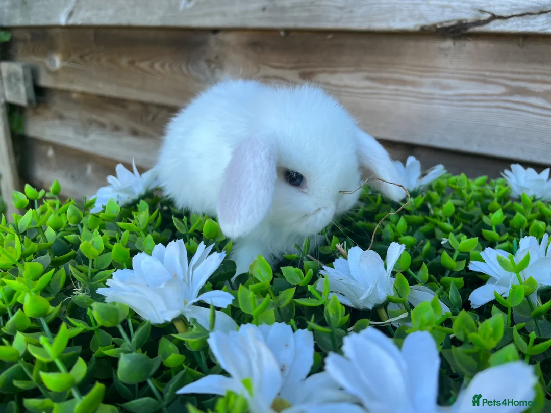 Mini Lop rabbits for sale: Gorgeous pure Mini lops and mini lion lops  - Advert 30
