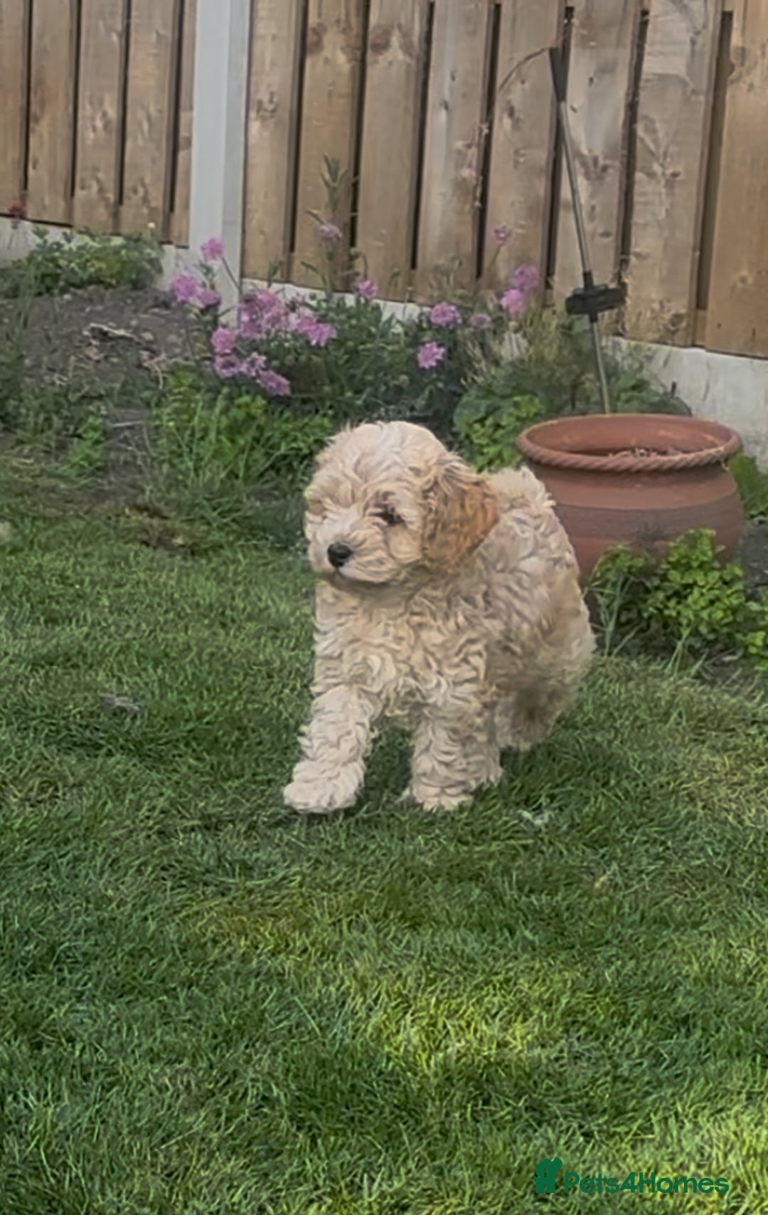 Cavapoo dogs for sale: ⭐️TEDDY- LAST LITTLE BOY NEEDS A HOME⭐️ in Sheffield - Image 7