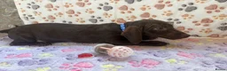Dachshund dogs for sale: Dachshund puppies  - Advert 8