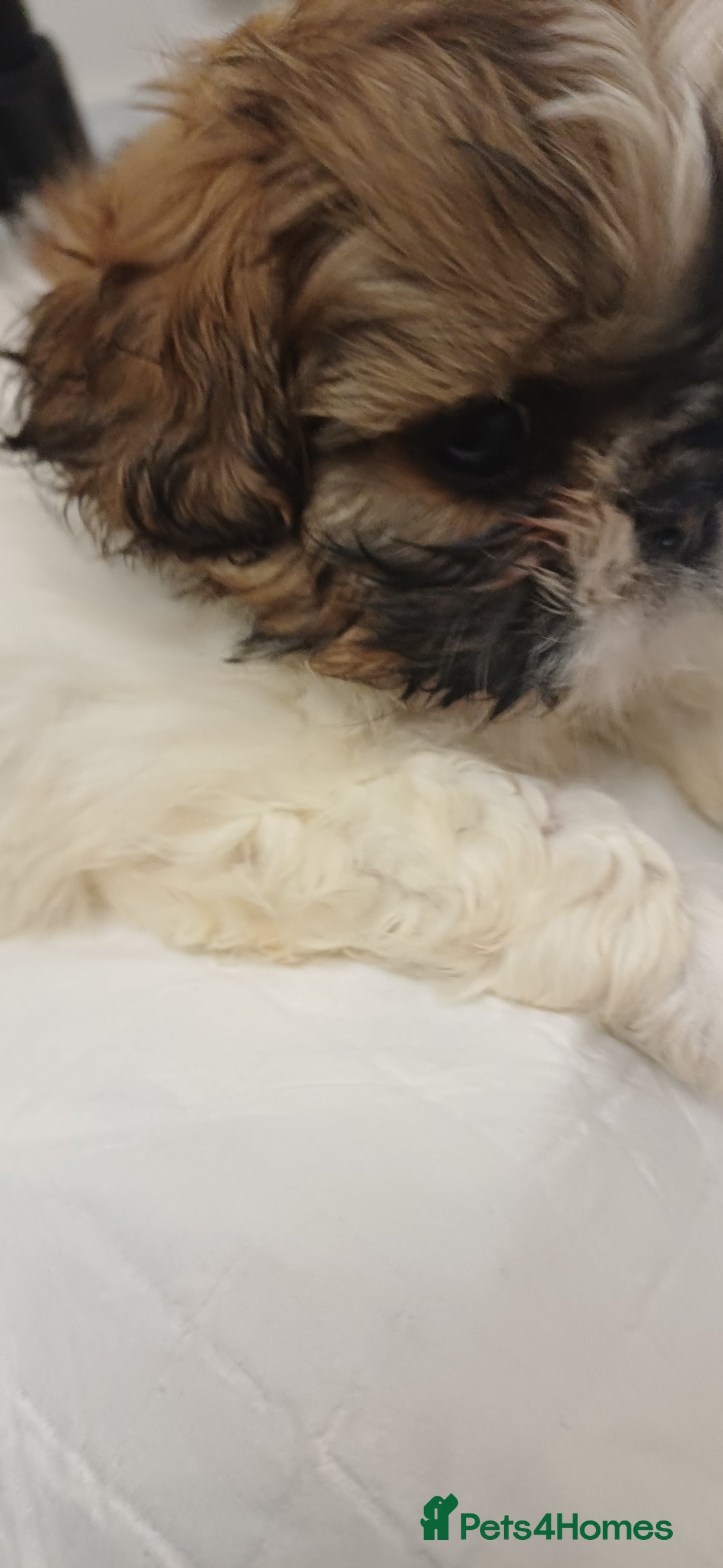 Shih Tzu dogs for sale: 3 lovely girl shih tzu puppies  - Advert 24