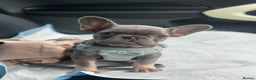 French Bulldog dogs for sale: Miniature French bulldog // ONE PUP LEFT ONLY - Advert 6