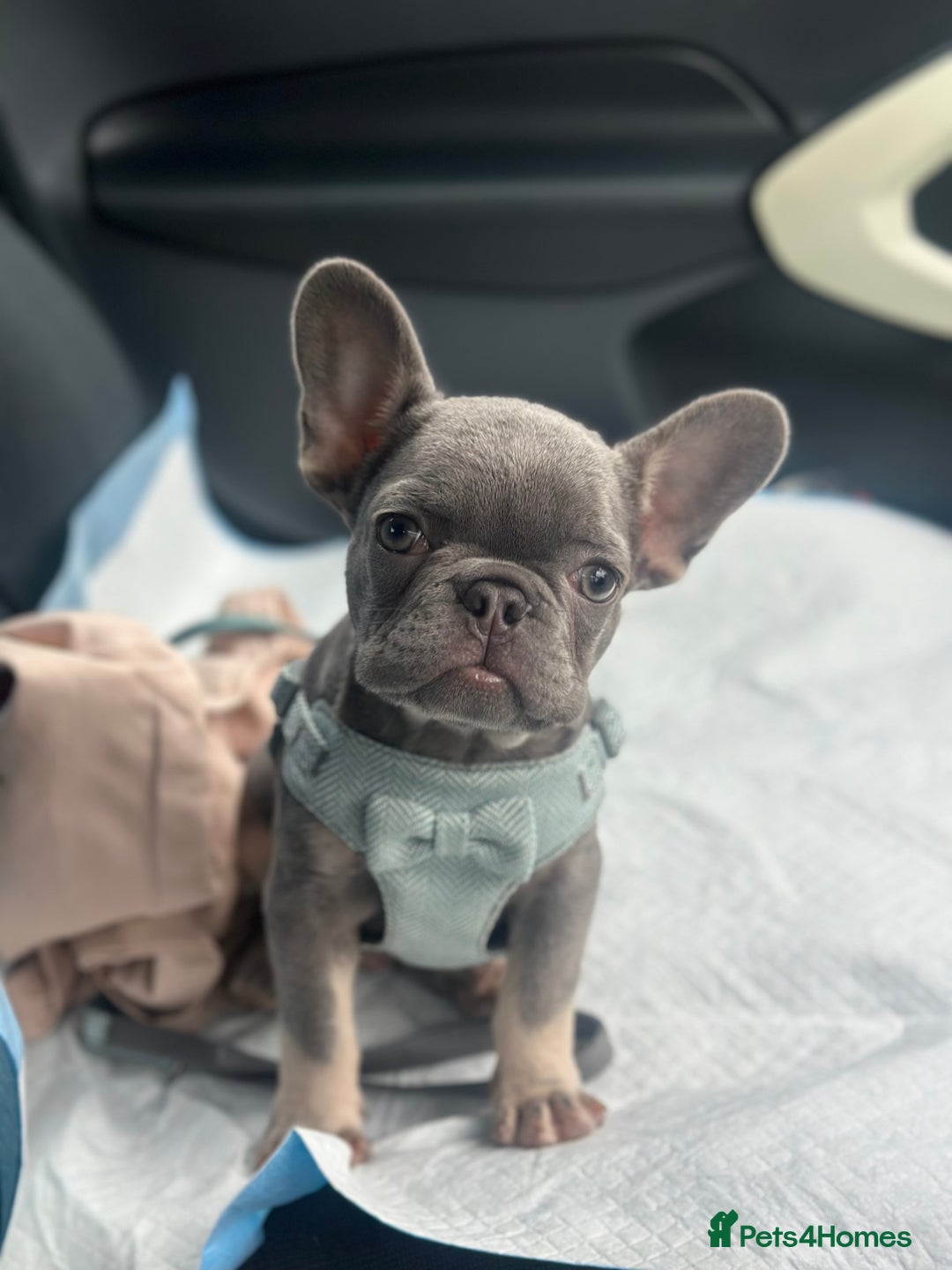 French Bulldog dogs for sale: Miniature French bulldog // ONE PUP LEFT ONLY - Advert 6