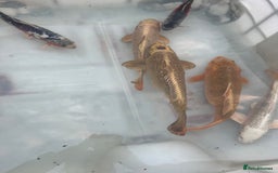 Koi Carp fish for sale: 6 koi carp variety’s of beautiful fish  - Image 4