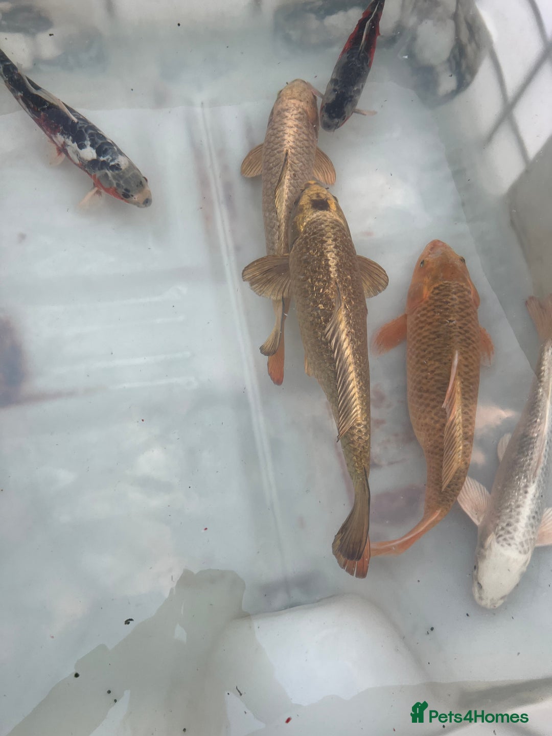 Koi Carp fish for sale: 6 koi carp variety’s of beautiful fish  - Image 4