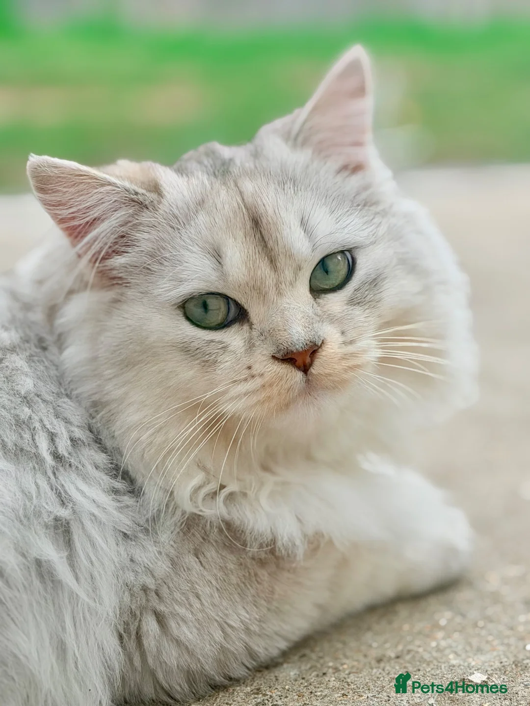 British Longhair cats for sale: Beautiful Male Kitten  in London - Advert 2