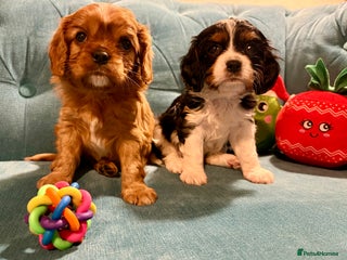 Cavalier King Charles Spaniel dogs Gorgeous KC Cavalier King Charles Spaniel Puppies - Advert 6