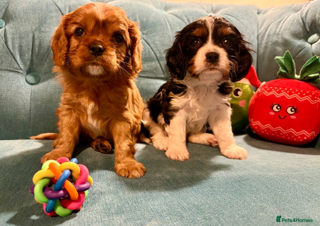 Cavalier King Charles Spaniel dogs Gorgeous KC Cavalier King Charles Spaniel Puppies - Advert 10
