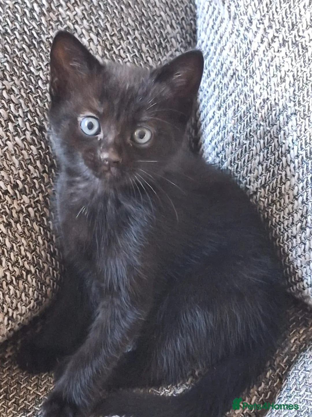 Mixed Breed cats for sale: Beautiful kittens 😻 - Advert 15