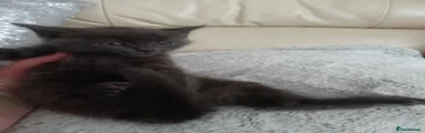 Frankie