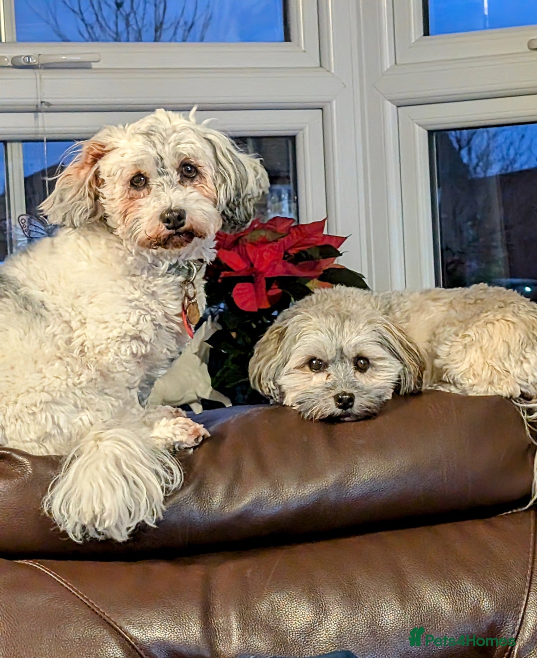 Havanese dogs for sale: Stunning House reared pure bred Havanese Babies  - Advert 15