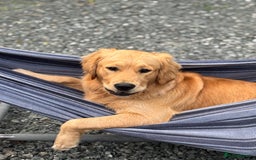 Golden Retriever dogs for stud: Golden retriever - Image 7