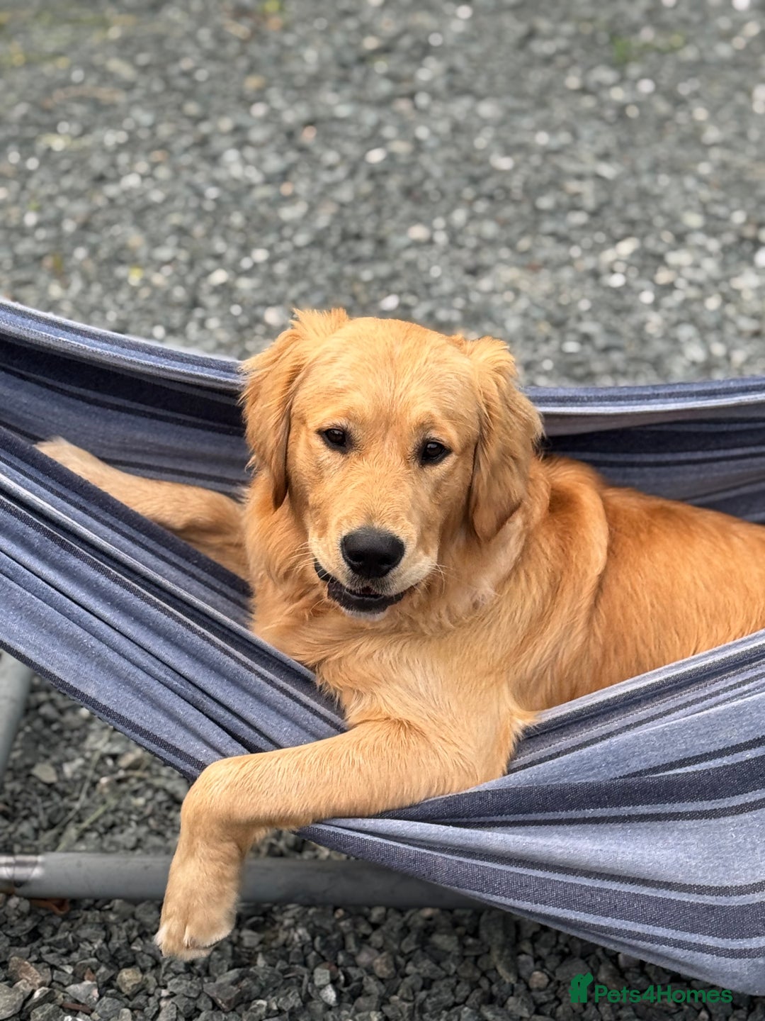 Golden Retriever dogs for stud: Golden retriever - Image 7