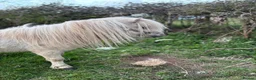 Pig livestock for sale: Registered Miniature Shetland  - Advert 3