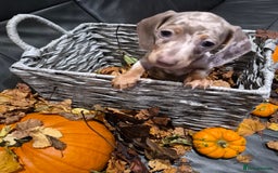Miniature Dachshund dogs for sale: TRUE MINIATURE DASCHUND BABIES only 5 - Image 14