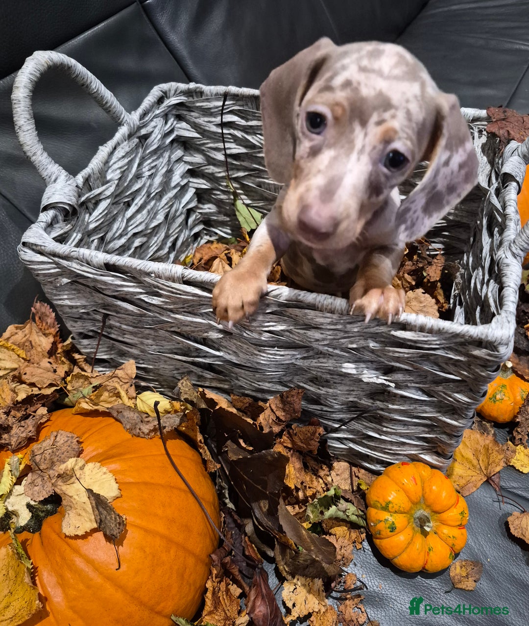 Miniature Dachshund dogs for sale: TRUE MINIATURE DASCHUND BABIES only 5 - Image 14