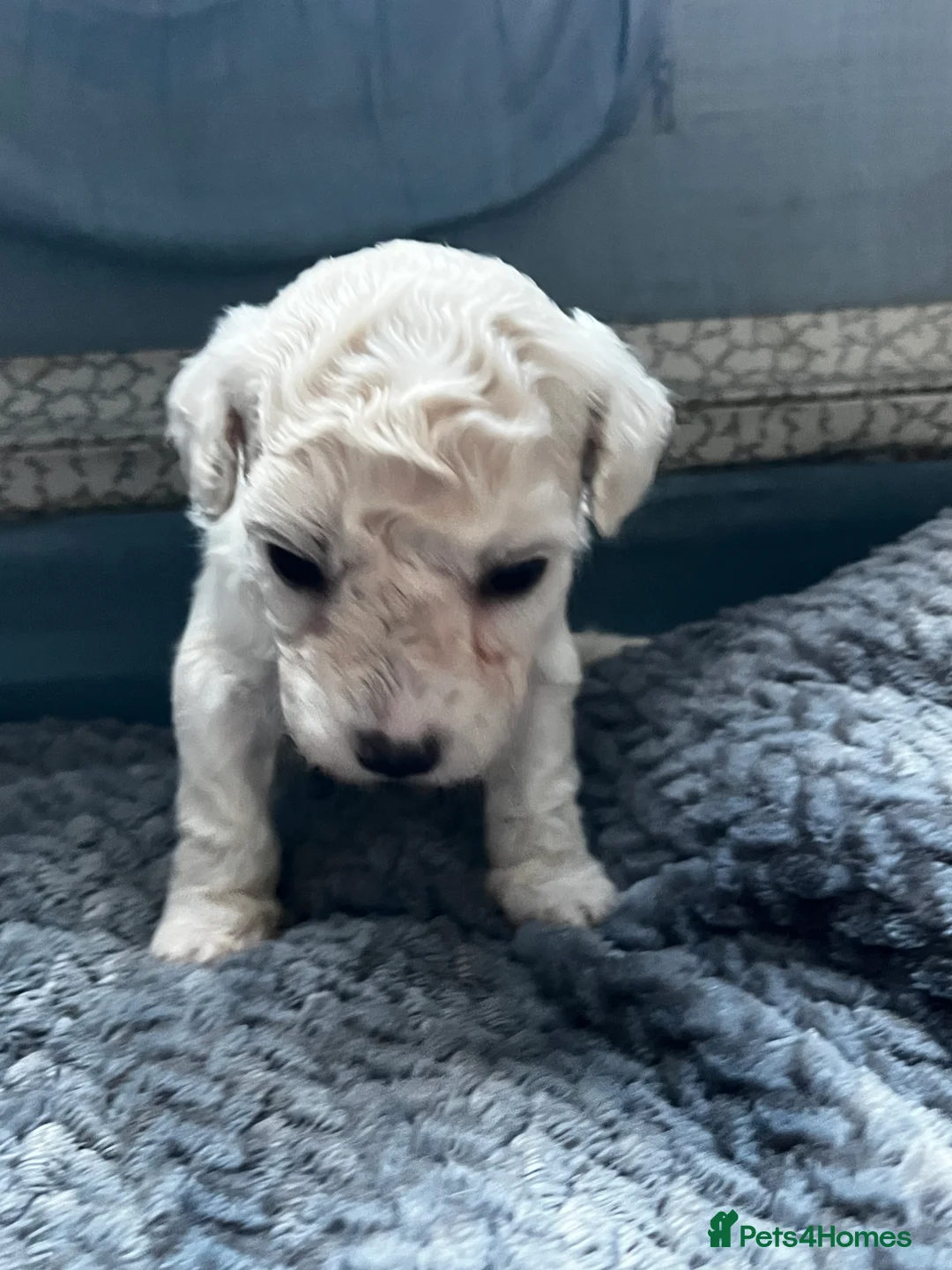 Maltipoo dogs for sale: 2 boys - Ready to leave   - Advert 6