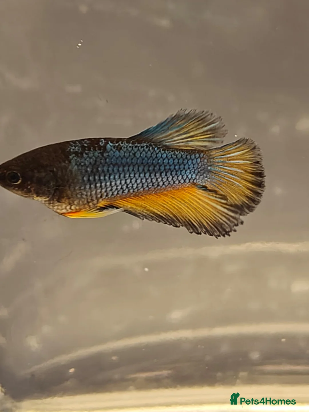 Bettas fish for sale: Betta mustard gas  - Advert 1