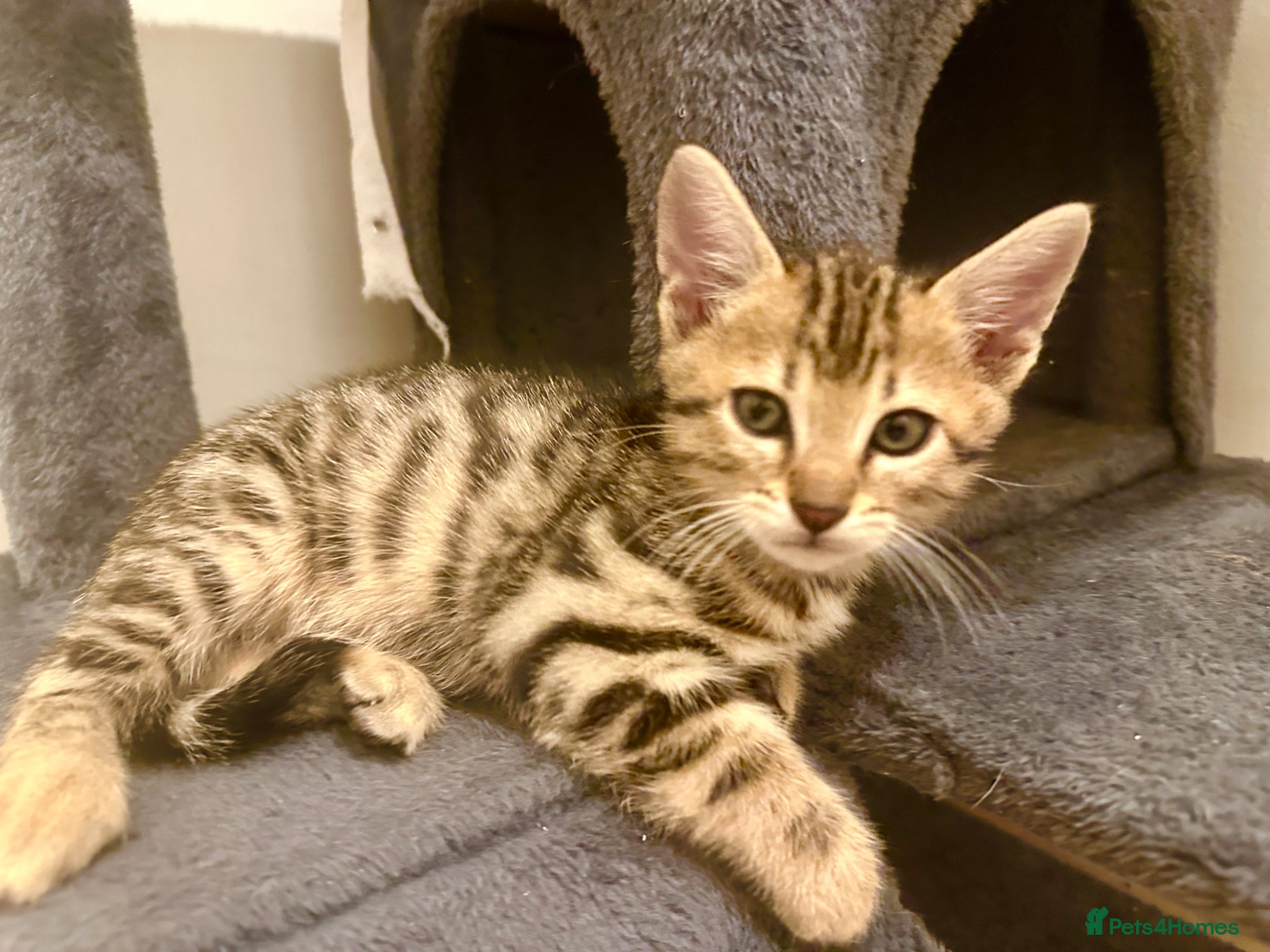 Bengal cats 1 gorgeous bengal boy kitten for sale  - Advert 3