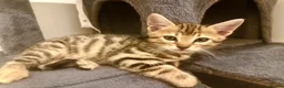 Bengal cats for sale: 1 gorgeous bengal boy kitten for sale  in London - Advert 4