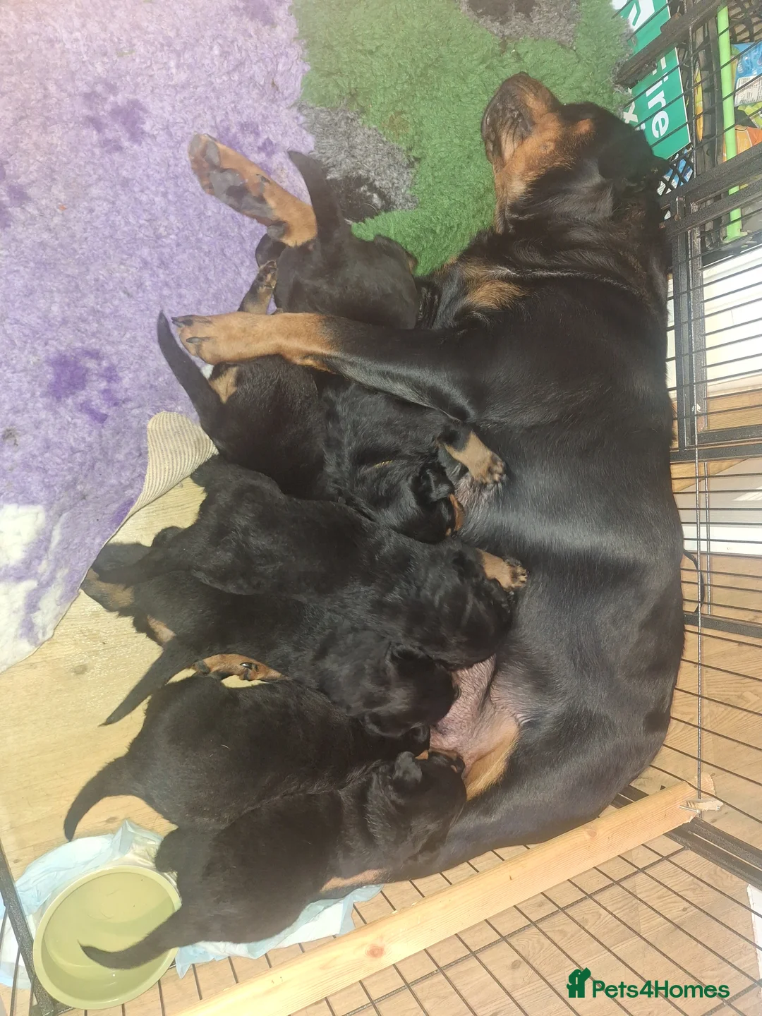 Rottweiler dogs for stud: Kc registered proven big rottweiler stud in Aylesbury - Advert 12
