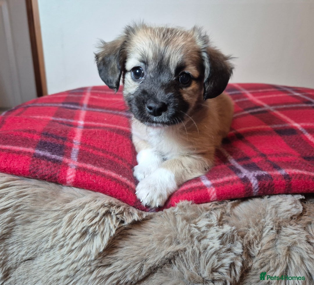 Chihuahua dogs for sale: Chihuahua puppies girls  - Advert 2