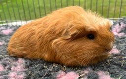 Guinea Pig rodents for sale: Texel, Sheltie, Merino, Coronet guinea pigs.  - Image 3