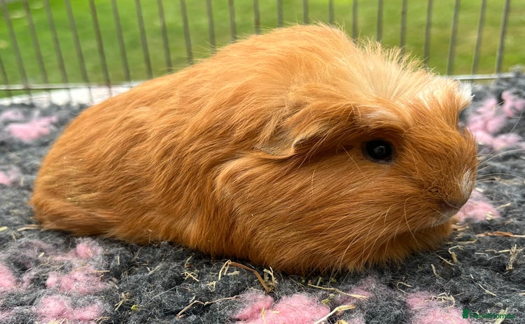 Guinea Pig rodents - Advert 3