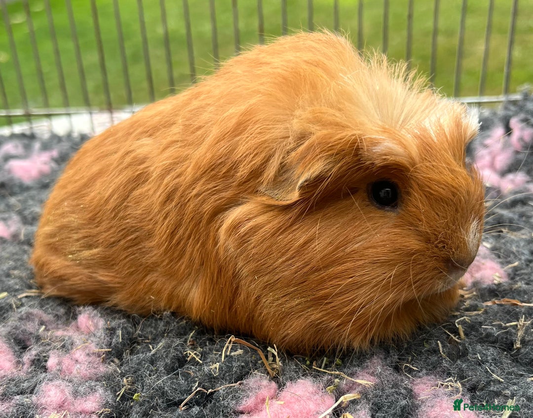 Guinea Pig rodents for sale: Texel, Sheltie, Merino, Coronet guinea pigs.  - Image 3