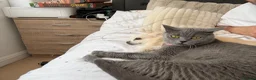 British Shorthair cats for sale: Two beautiful British shorthair X Scottish fold  - Advert 20