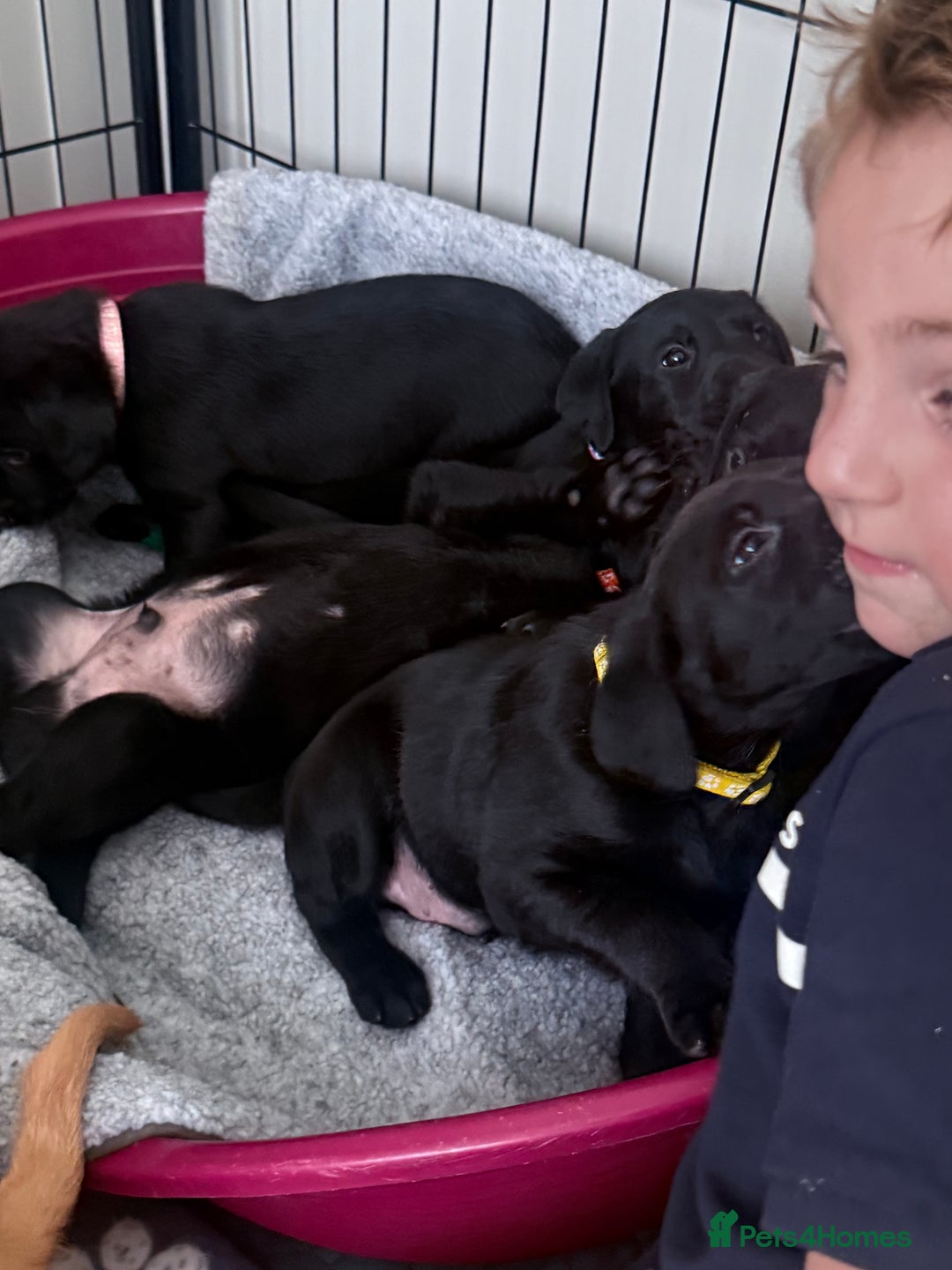 Labrador Retriever dogs for sale: Stunning Labrador with free insurance fox/black - Image 38