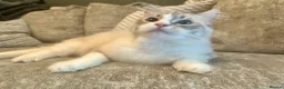 Ragdoll cats for sale: GRCH SIRED GCCF REGISTERED KITTENS.  - Advert 10