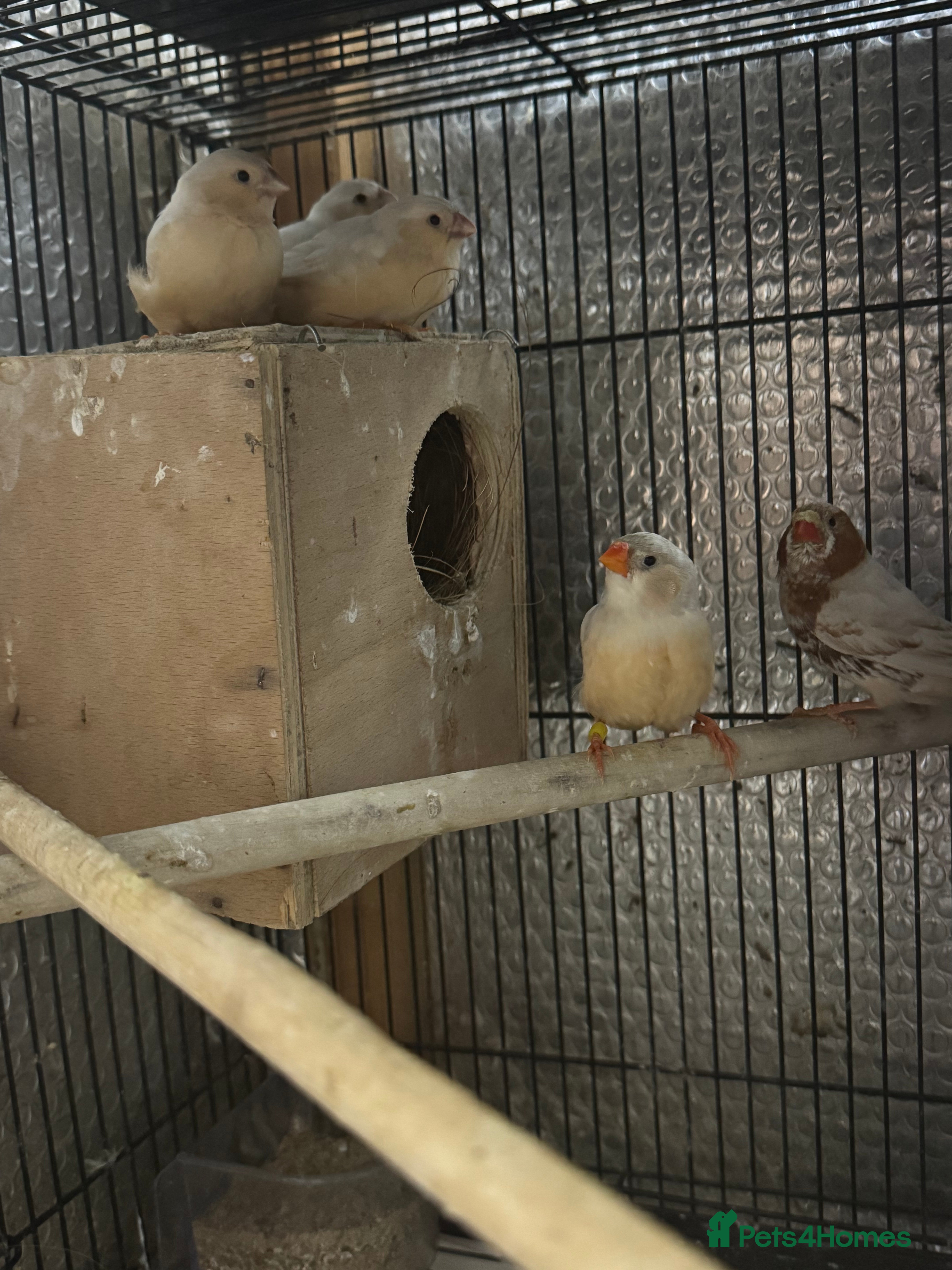 Mixed Breed birds Zebra Finches  - Advert 8