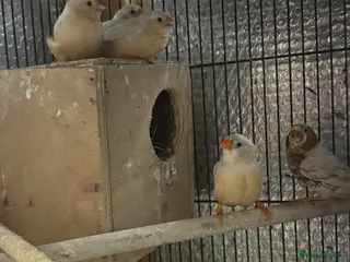 Mixed Breed birds Zebra Finches - Advert 8