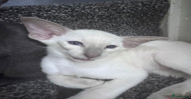 Siamese cats - Advert 6