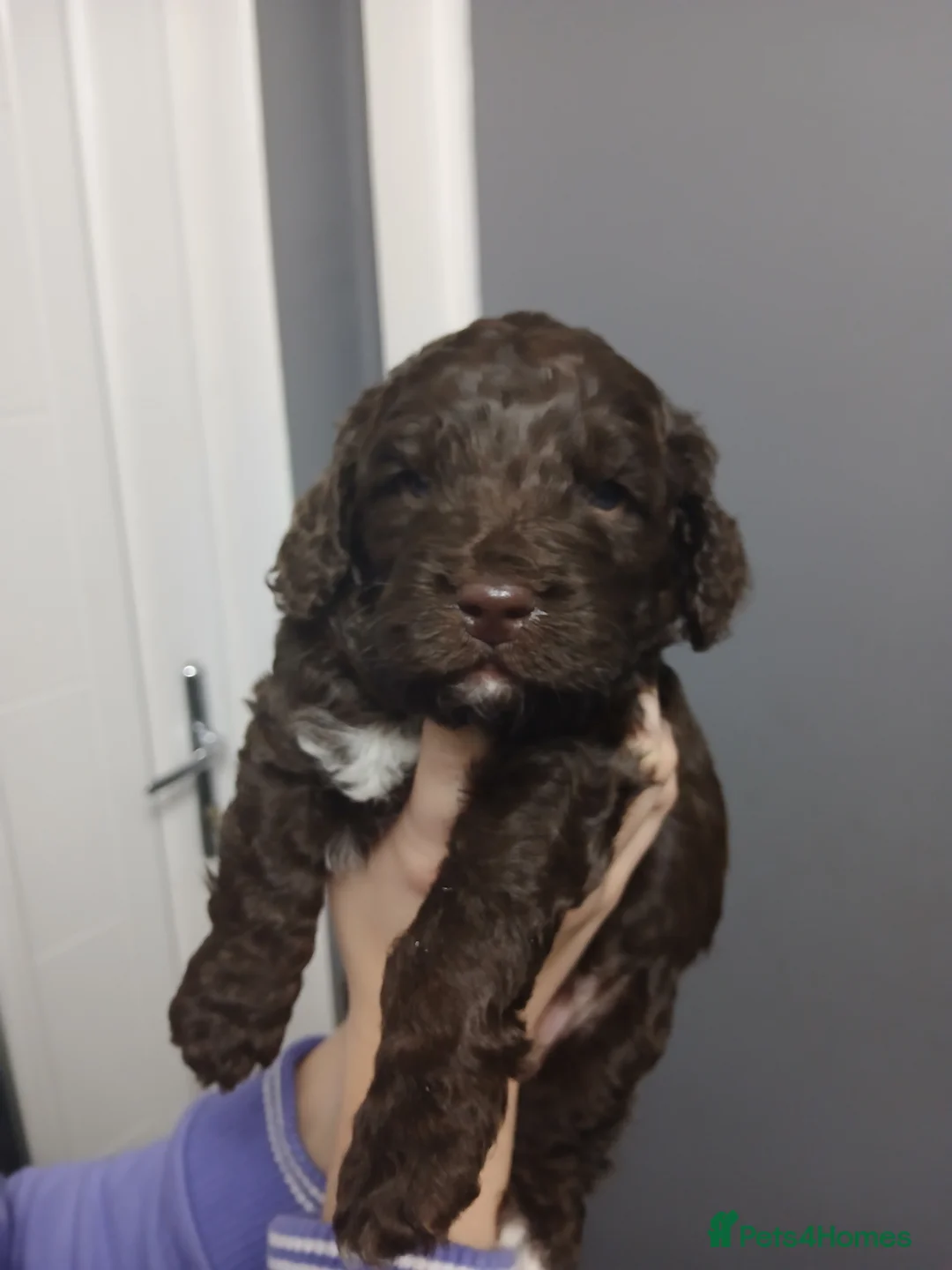 Cockapoo dogs for sale: F1 miniature cockapoo male - Advert 11