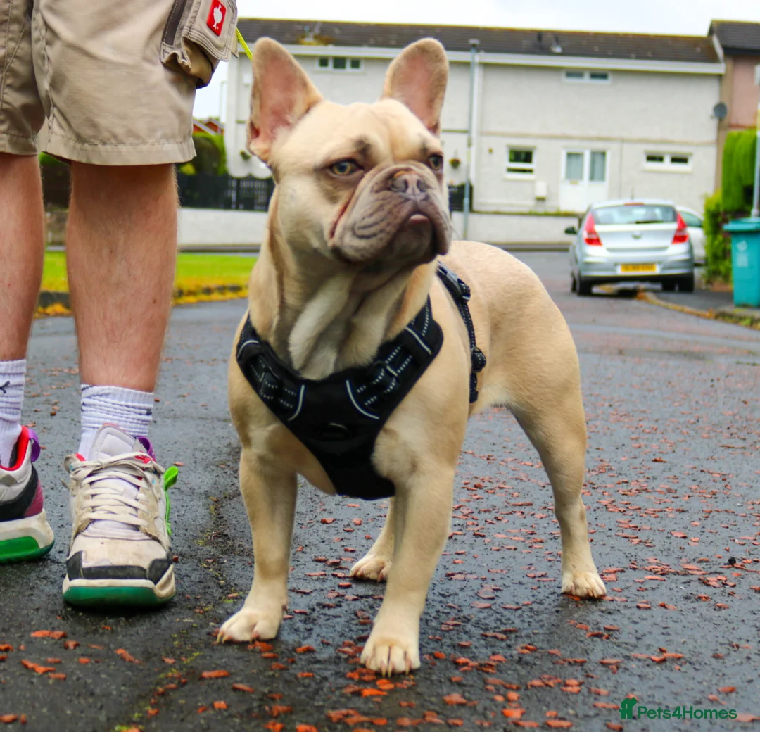 French Bulldog dogs for stud: Lilac Fawn carrying tan, testable choc and fluffy in Motherwell - Advert 1