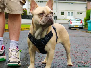 French Bulldog dogs Lilac Fawn carrying tan, testable choc and fluffy - Advert 3