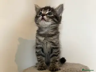 Mixed Breed cats Beautiful kittens - Advert 1