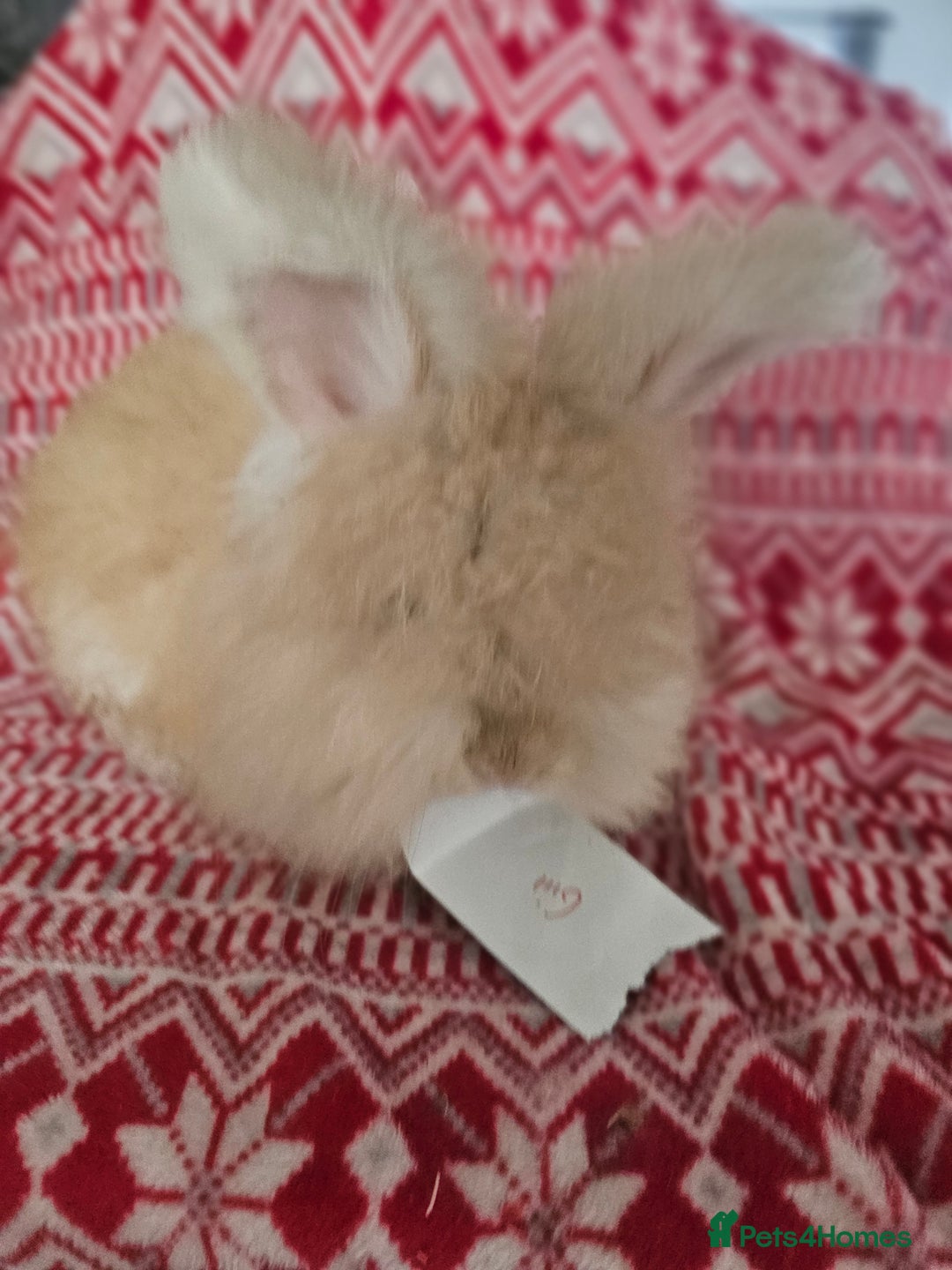Angora rabbits for sale: Beautiful Angora Kits - Advert 5
