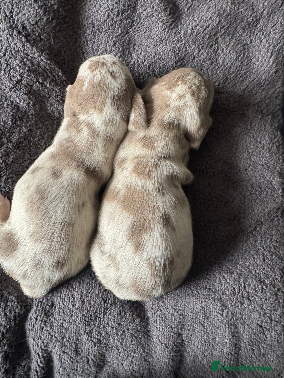 Miniature Dachshund dogs for sale: Izzabella mini dashaunds  - Image 12