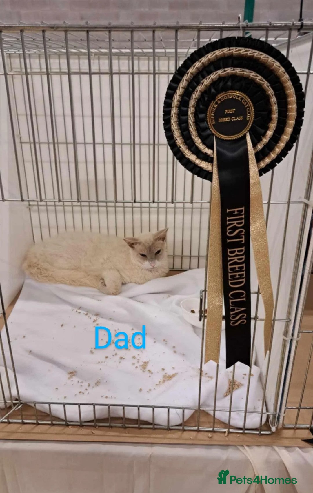 LaPerm cats for sale: Last one **Beautiful LaPerm curly fur boy kitten - Image 17