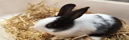 Mixed Breed rabbits for sale: 10 week old bunnies for sale - Advert 7
