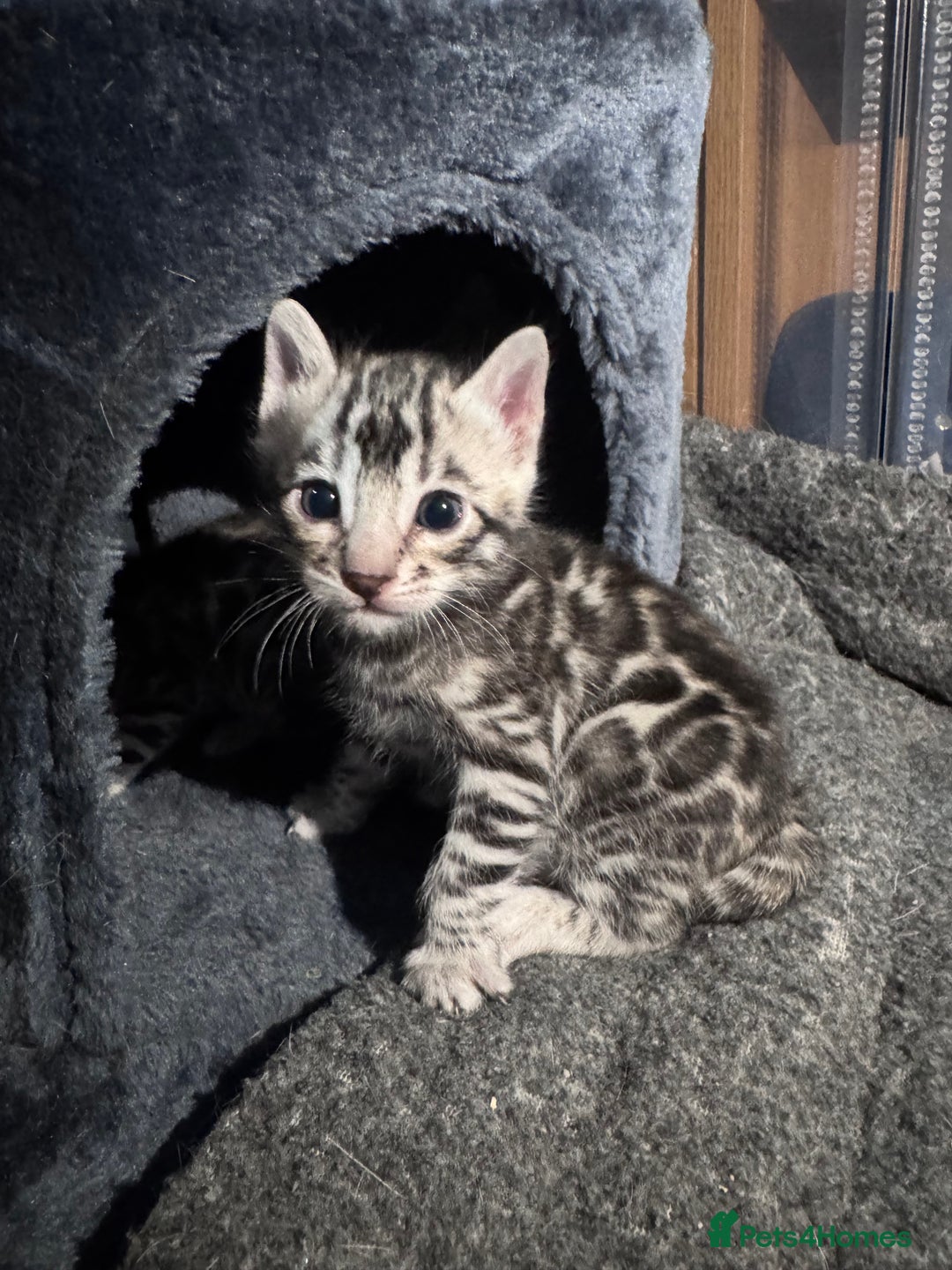 Bengal cats for sale: Ready mid March. Stunning TICA-registered Bengals  - Advert 11