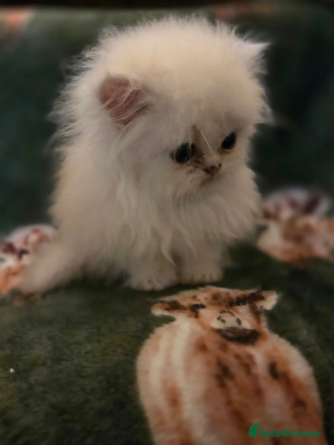 Persian cats for sale: Fluffy Persian Kittens Ready 8th Oct – SK4 - Advert 2
