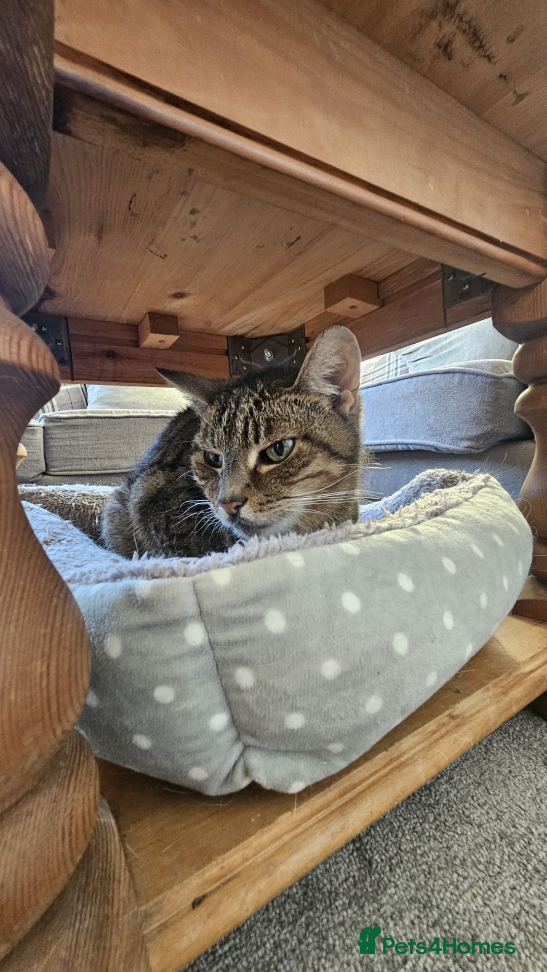 Mixed Breed cats for sale: Older lady needing a new home - Advert 5