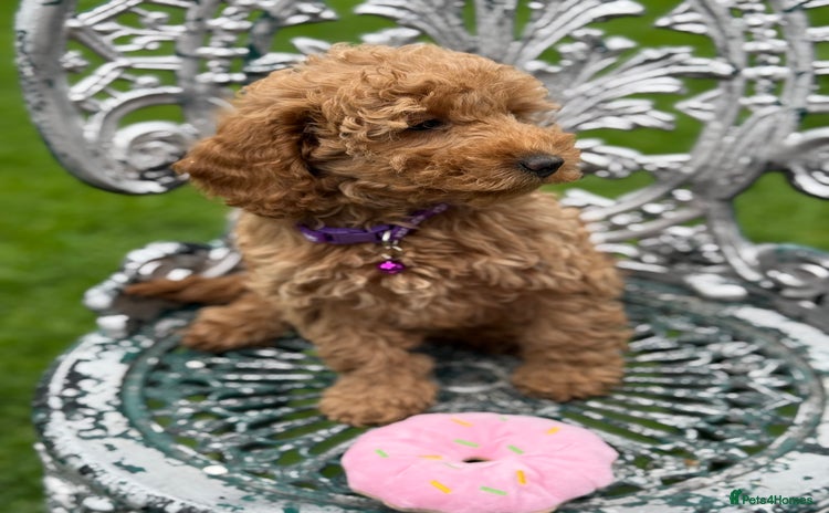Cockapoo dogs - Advert 3